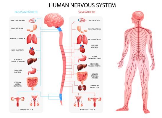 Sistema Nervoso Simpático & Parassimpático